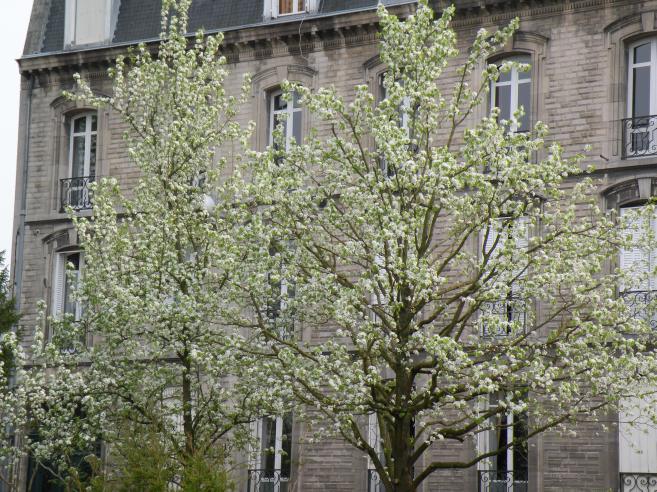  arbres en fleurs